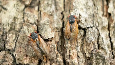 When will cicadas really emerge in Chicago area? Here's when experts expect them to peak