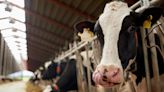 Elanco to launch product that reduces dairy cattle methane emissions - Indianapolis Business Journal