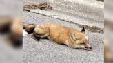 'Fainting' Fox Found Lying By Side Of The Road Shocks Rescue Team