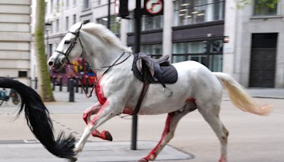 Army issues update on injured Household Cavalry horses that rampaged across London