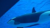 Captive Orca Is Absolutely Fascinated by Newborn Baby