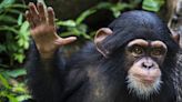 Chimps Have 'Conversations' Just Like Humans, Scientists Find