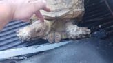 Tortoise found in Florida ID'd as "escape artist" pet missing since 2020