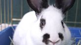 Giving a bunny as an Easter gift? It might not be a good idea, expert says