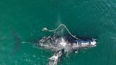 Saving endangered right whales pits advocates against lobstermen