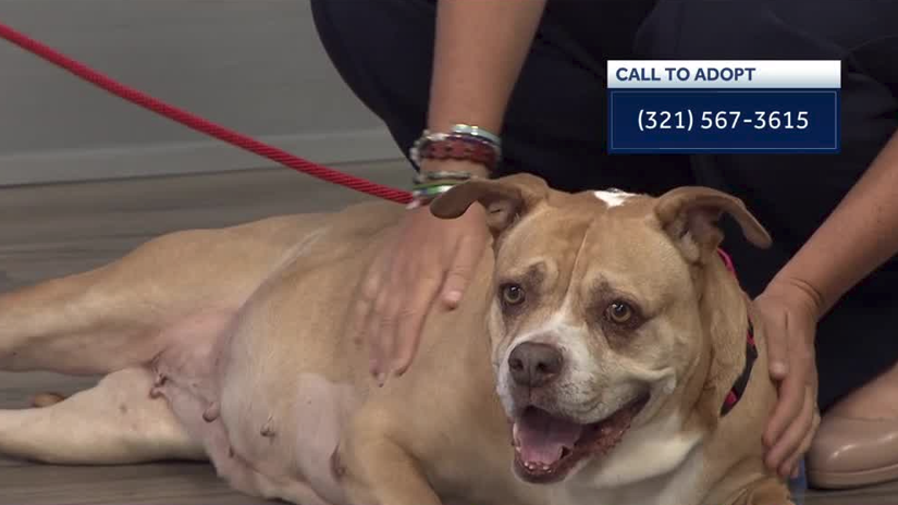 WESH 2 the Rescue: Molly is ready to find her forever home