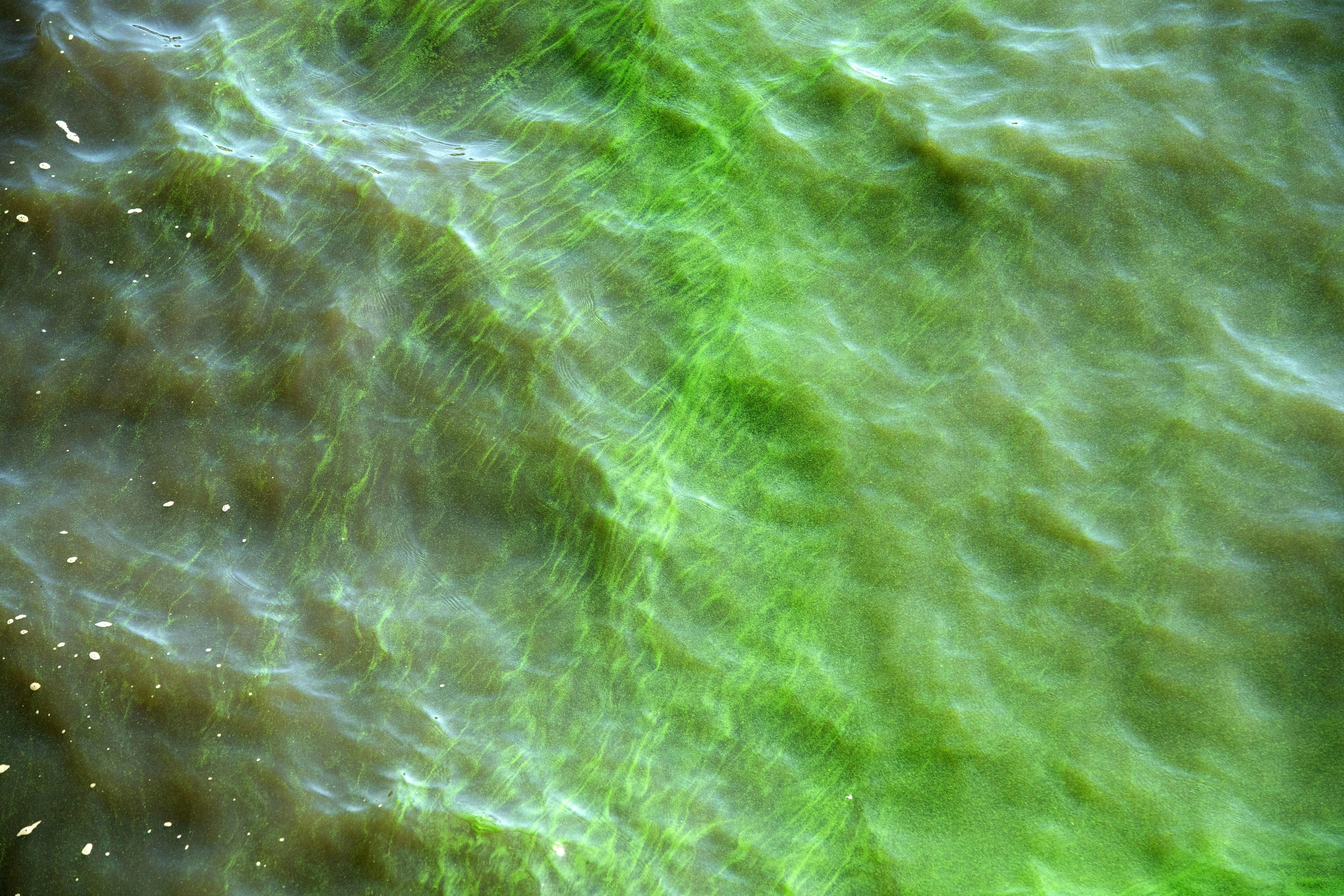 Edmond warns caution as harmful blue-green algae found in Lake Arcadia