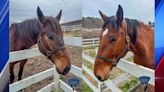 Massachusetts State Police welcome two horses to Mounted Unit