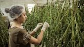 26 Biggest Marijuana Companies in the World