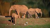 Elefantes africanos se reproducen a velocidad de vértigo en el parque natural de Cabárceno: "Es un éxito a nivel mundial"