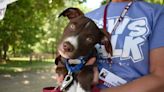 NHSPCA Paws Walk returns to Stratham Hill Park: Here's how you can help animals