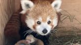 First-time mom gives birth to twin red pandas at Detroit Zoo