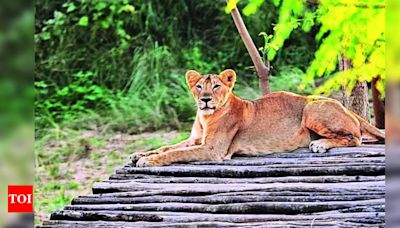 Lioness Neerja gives birth to four cubs at Lion Safari | Kanpur News - Times of India