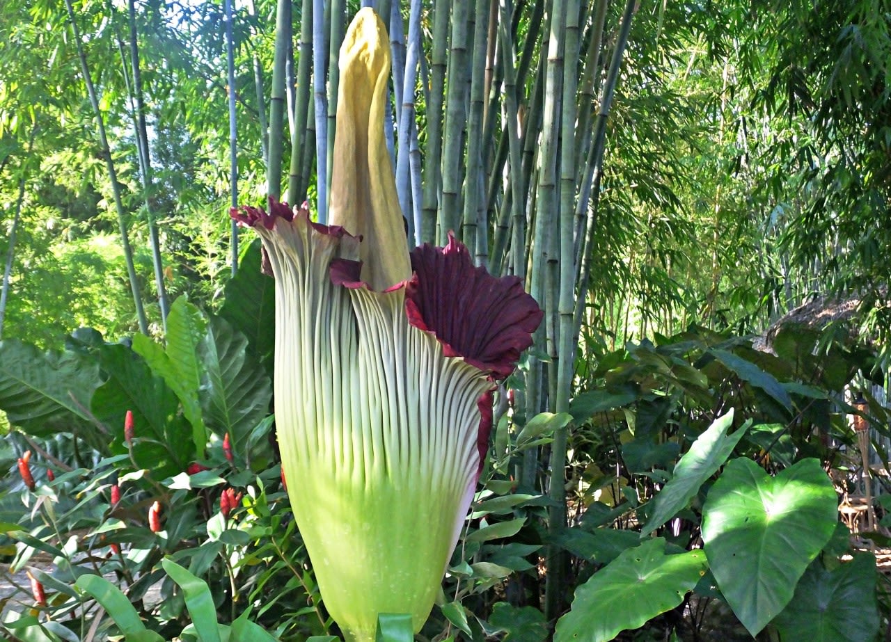 CSU’s corpse flower is about to bloom