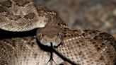 Cómo evitar que las serpientes entren a tu casa, según expertos
