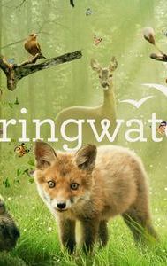 Springwatch