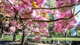 Cherry blossoms are in peak bloom in WA. Here are 8 places in Tacoma you can find them