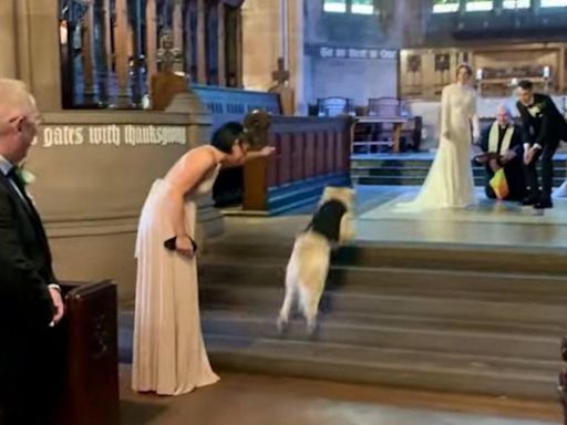 Golden retriever named Pancakes steals the show as wedding ring bearer