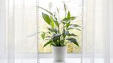 Peace lilies produce more blooms if placed in best spot in your home, claims pro