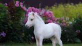 Therapy Mini Horse's Visit with Nursing Home Residents Is Such a Ray of Sunshine