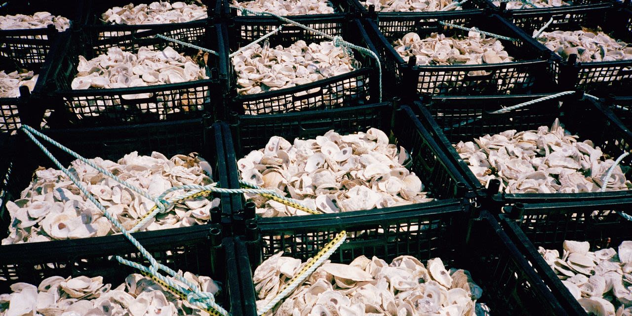 The ‘Save the Oceans’ Tax Break: Recycling Oyster Shells