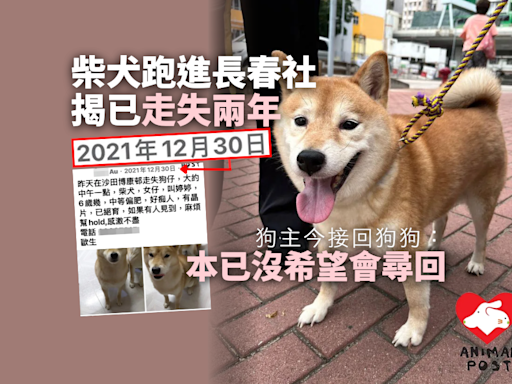 柴犬跑進長春社揭已走失兩年 狗主今接回狗狗：本已沒希望會尋回