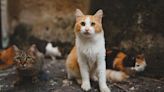 Deadly cat virus that swept Cyprus found in UK: Everything you need to know