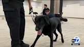 ATF holds special odor recognition training sessions for SoCal law enforcement K-9s in Laguna Niguel