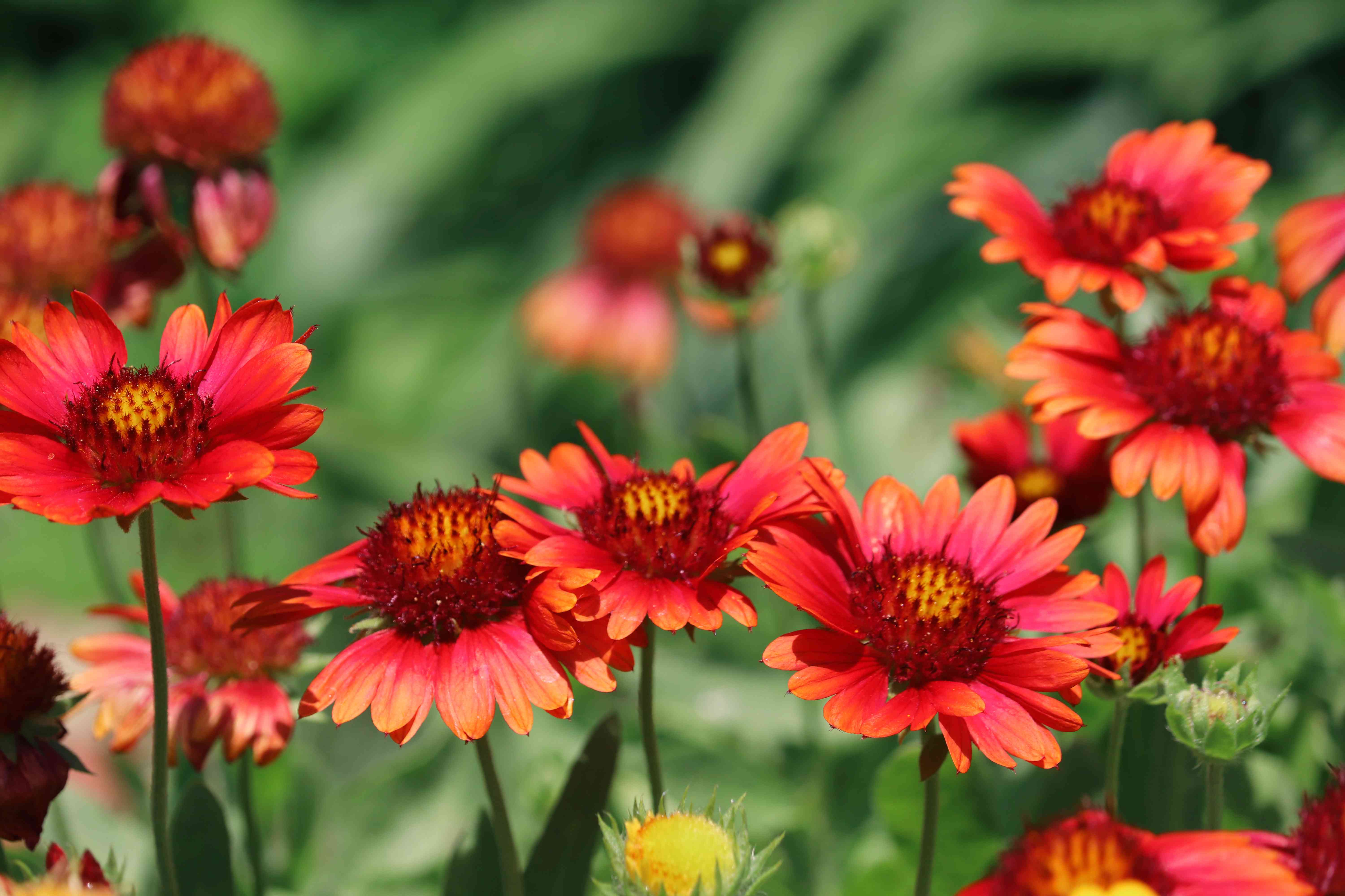 10 Fast-Growing Perennials That Will Fill Your Garden In A Flash