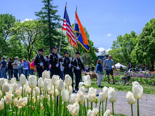 Photos: Albany's 76th annual Tulip Festival