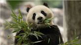 Conheça Bao Li e Qing Bao, os mais novos pandas gigantes do zoológico nos EUA