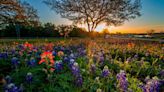 Is a superbloom of Texas bluebonnets in the forecast? What the wildflower center predicts