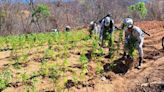 Sequía disminuyó plantíos de marihuana en Durango