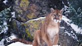 ...Are Running a Paid Signature Campaign to Ban Cougar Hunting in Colorado. Conservation Orgs Launch “Decline to Sign” Effort