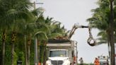 Palm Beach to lift seasonal restrictions on yard trash collection beginning Wednesday