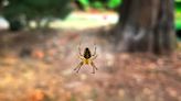 That time of year again: Spider season is here. What to know about Eastern WA spiders