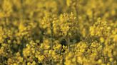 Ex-farm oilseed prices rally on tight EU supply concerns - Farmers Weekly