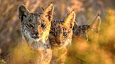 The Iberian lynx is back from the brink of extinction, thanks to conservation efforts