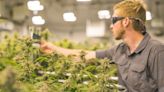 2 Green Flags and 1 Red Flag for Aurora Cannabis