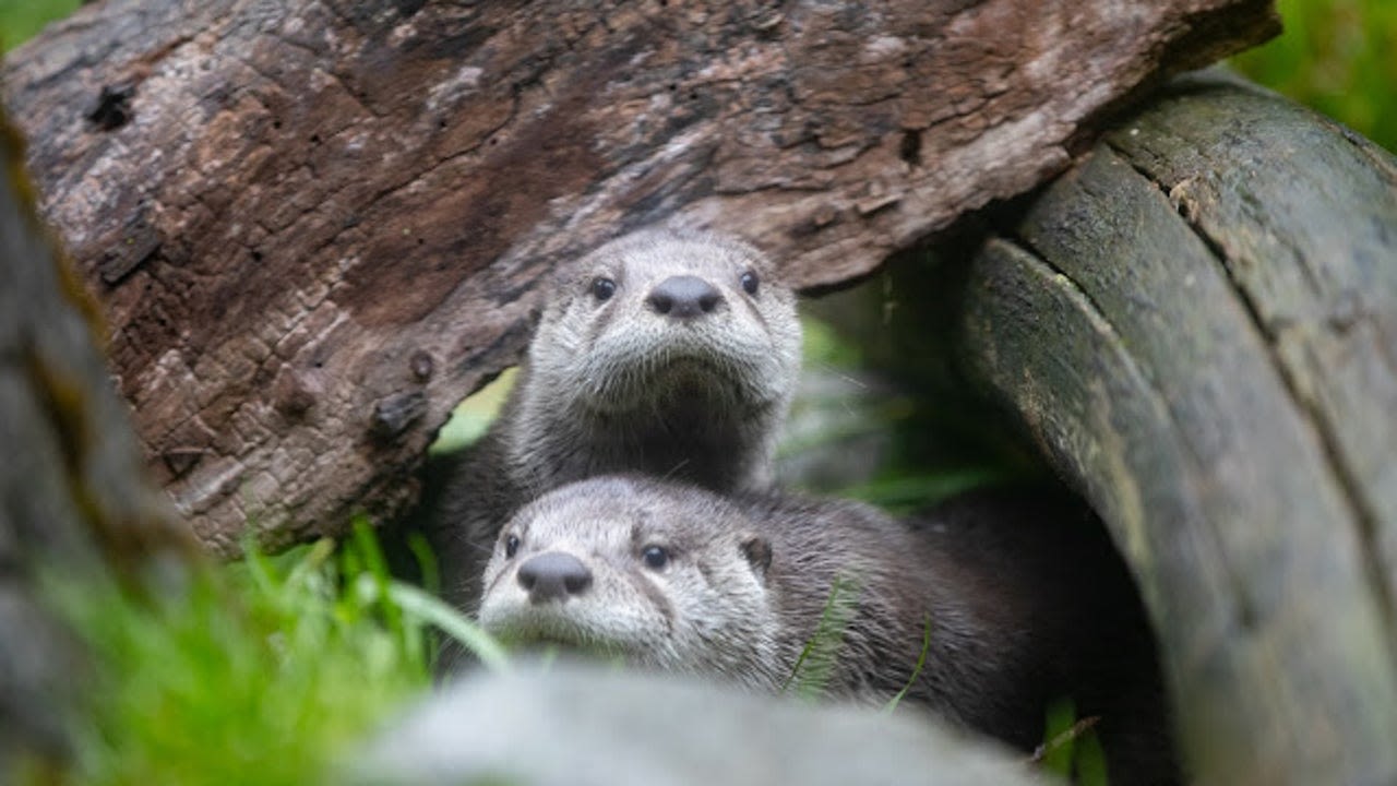 Seattle's Woodland Park Zoo mourns loss of otter pup in 'tragic' accident
