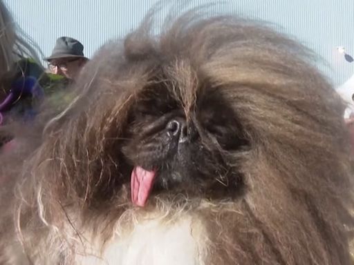 Meet Wild Thang - the world’s ugliest dog