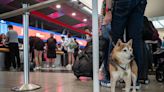 First BARK Air Flight That Caters To Dogs To Take Off