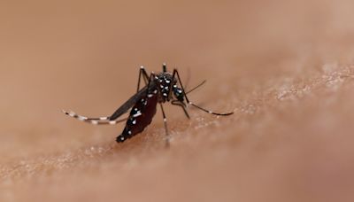 Rare local case of mosquito-borne dengue virus confirmed in Baldwin Park