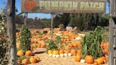 Where to find pumpkin patches in San Diego County