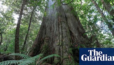 Albanese urged to ditch Howard-era native forest logging exemptions