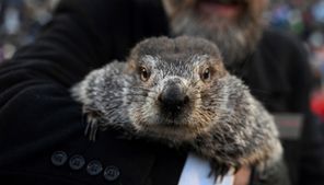 Public invited to name Punxsutawney Phil’s babies