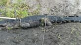 ‘Angry’ alligator attacks Florida farm worker: MCSO