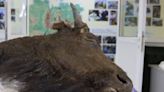 Extinct bison emerges from melting permafrost up to 9,000 years later. Can it be cloned?