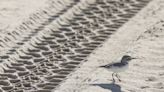 ‘Victory’ or ‘deadly decision’? Off-roaders, wildlife groups react to Oceano Dunes ruling