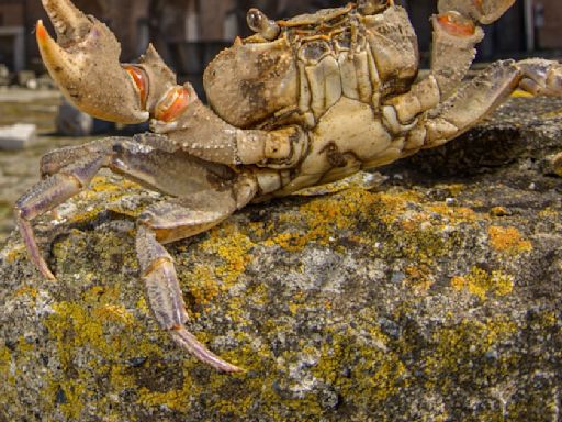 生活在古羅馬遺跡下的「巨型」淡水蟹 - 國家地理雜誌中文網